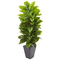 5ft. Large Leaf Philodendron Plant in Slate Planter