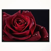 Designart - Red Rose with Raindrops on Black