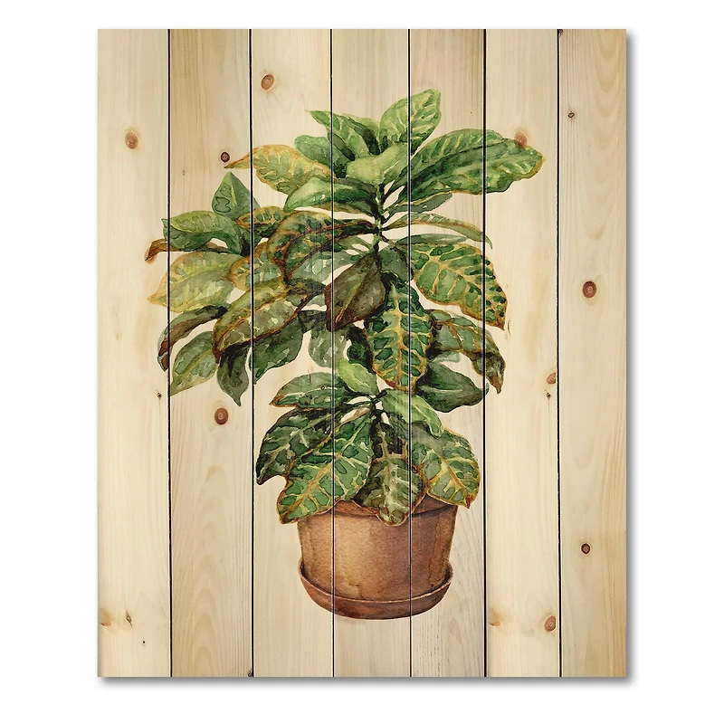 Designart - Croton In Clay Flowerpot