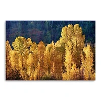 Aspens In Autumn Canvas Giclee