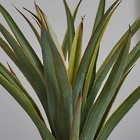 2.5ft. Agave in Black Planter