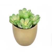 4" Succulent in Crackle Pot by Ashland®
