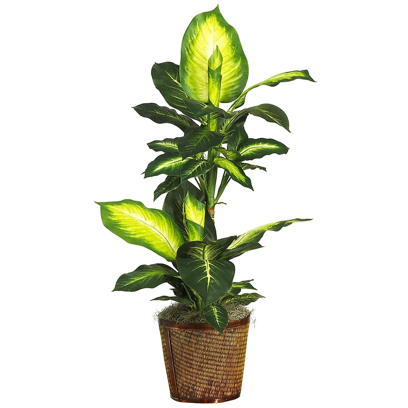 3.5ft. Golden Dieffenbachia In Decorative Basket