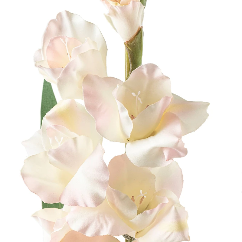 White Gladiolus Stem by Ashland®