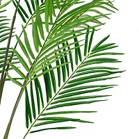 6ft. Potted Giant Areca Palm Tree