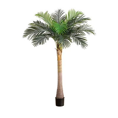 6ft. Potted Coconut Palm Tree