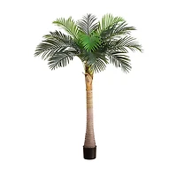 6ft. Potted Coconut Palm Tree