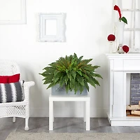 2.5ft. Boston Fern Plant in Stone Planter