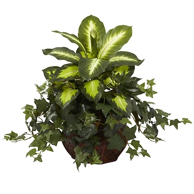 20" Dieffenbachia & Ivy In Decorative Planter