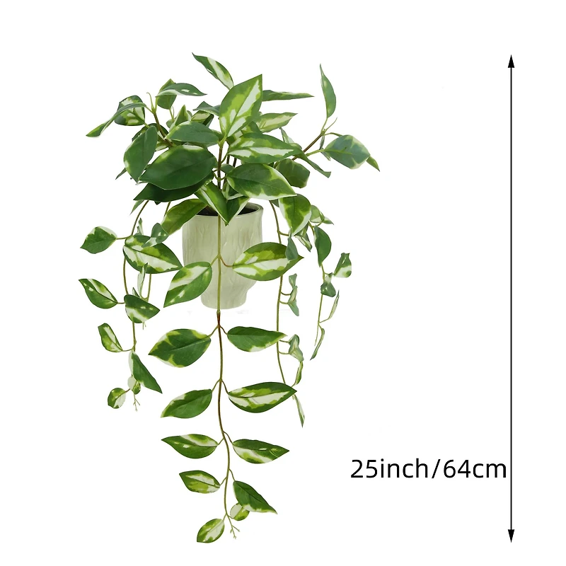 25" Variegated Hoya in White Ceramic Pot by Ashland®