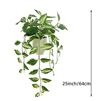 25" Variegated Hoya in White Ceramic Pot by Ashland®