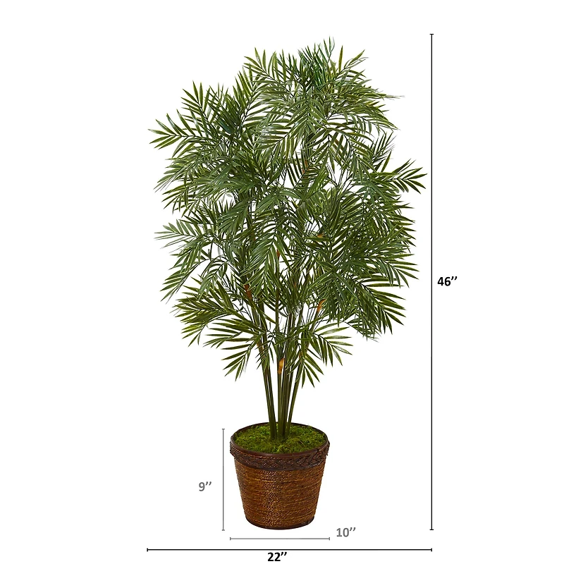 3.8ft. Parlor Palm Tree in Coiled Rope Planter