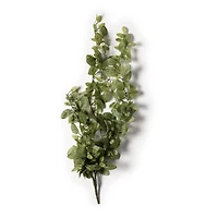 8 Pack: Fittonia Hanging Bush by Ashland®