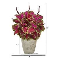 3ft. Coleus Plant in Country White Planter