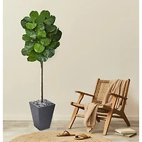 6ft. Fiddle Leaf Tree in Slate Finished Planter