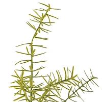 Springeri Bush by Ashland®