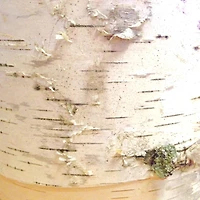 Wilson® Enterprises 5" Birch Rounds, 8ct.