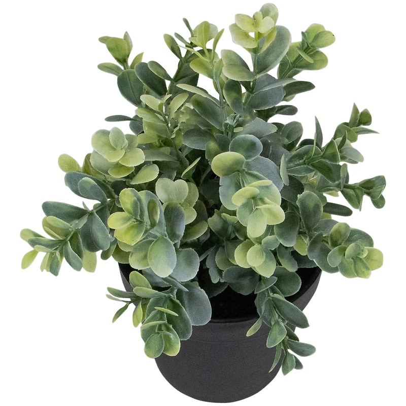 10" Green Chinaberry Plant in Black Pot