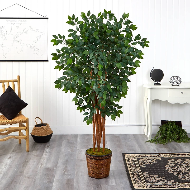 5.5ft. Sakaki Artificial Tree in Wicker Planter