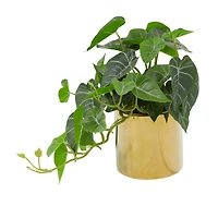 The Novogratz 14" Green Faux Foliage Pothos Artificial Plant With Gold Porcelain Pot