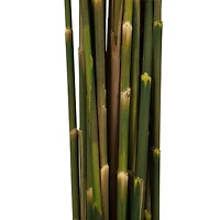 Plume Reed Preserved Bundle