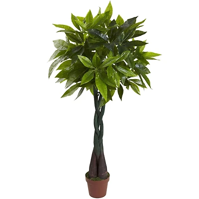 4ft. Potted Money Tree