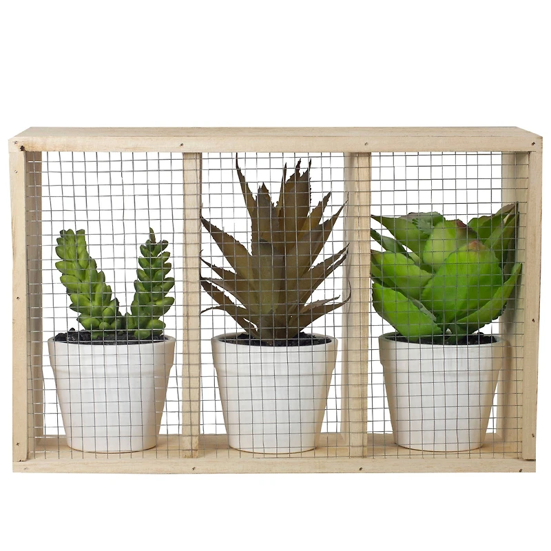 10.75" Mixed Potted Succulents in Wooden Box
