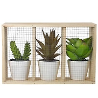 10.75" Mixed Potted Succulents in Wooden Box