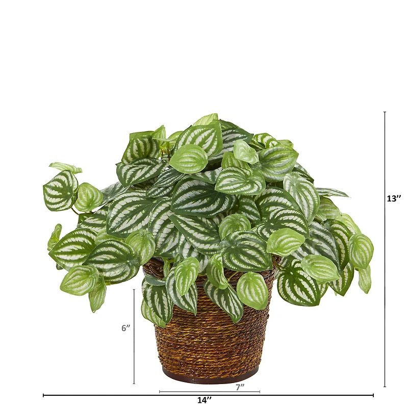 13" Watermelon Peperomia Artificial Plant in Basket