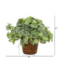 13" Watermelon Peperomia Artificial Plant in Basket