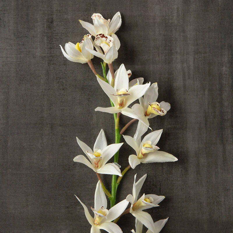 8 Pack: Cream Boat Orchid Stem by Ashland®