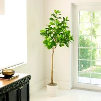 6ft. Artificial Audrey Ficus Tree