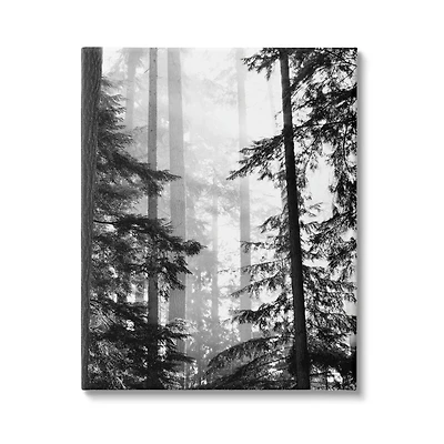 Stupell Industries Forest Light Shining Through Tall Trees Landscape Photography Canvas Wall Art