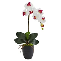 Phalaenopsis Orchid Artificial Arrangement in Ceramic Black Vase