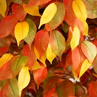 10ft. Potted Artificial Autumn Ficus Tree