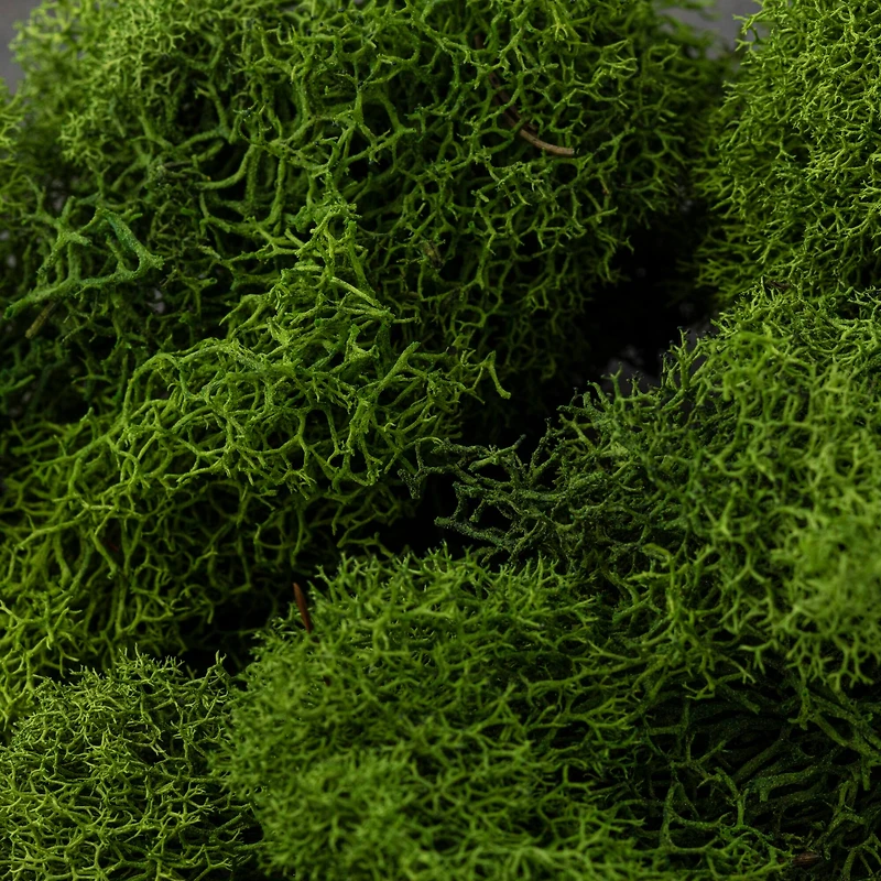 SuperMoss® 8oz. Basil Preserved Reindeer Moss