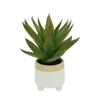 12" Aloe Vera in Ceramic Pot by Ashland®