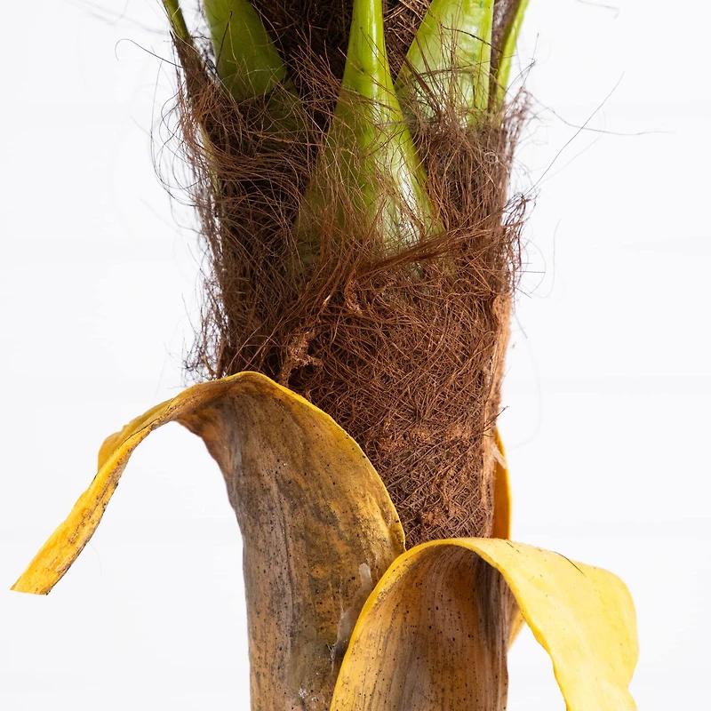7ft. Potted Coconut Palm Tree