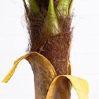 7ft. Potted Coconut Palm Tree