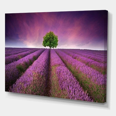 Designart - Stunning Lavender Field Summer Sunset With Tree