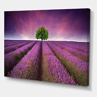 Designart - Stunning Lavender Field Summer Sunset With Tree