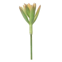 Succulent Mix by Ashland®