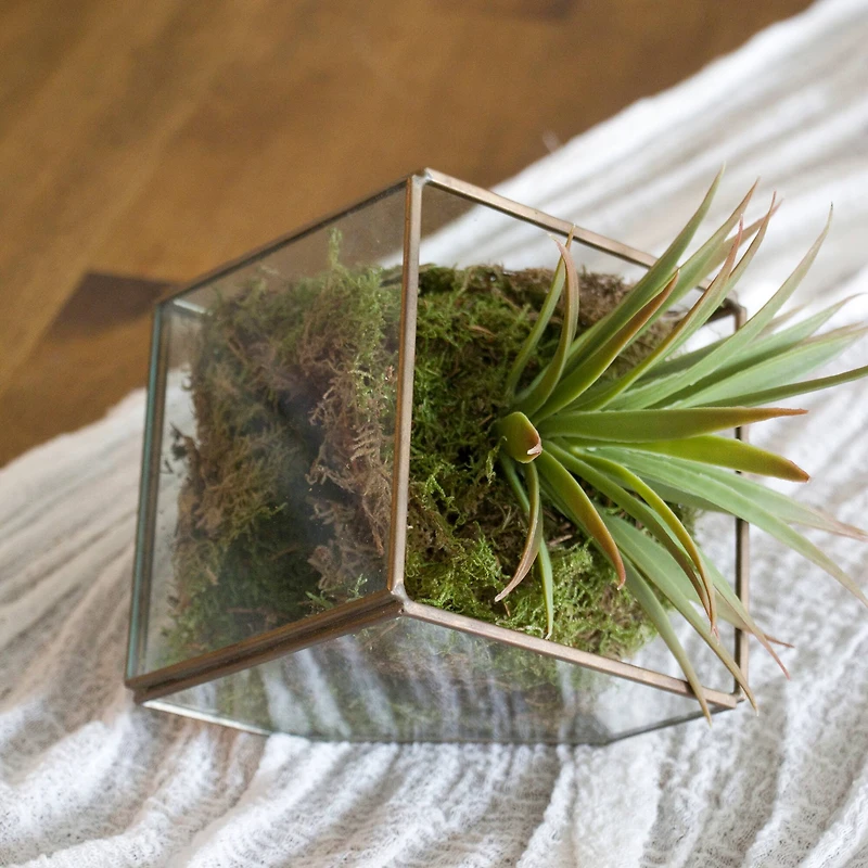 12 Pack: Decorative Moss by Ashland®