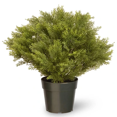 28" Globe Juniper Tree