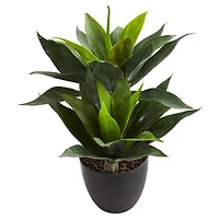 21in. Potted Agave Plant