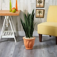 2.5ft. Snake Plant in Terra Cotta Planter