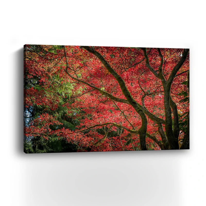 Autumn Beauty Canvas Giclee