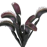 12" Purple & Black Venus Flytrap Pick by Ashland®