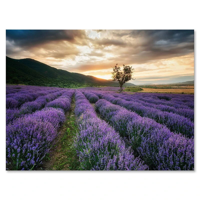 Designart - Sunrise & Dramatic Clouds Over Lavender Field VII
