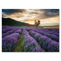 Designart - Sunrise & Dramatic Clouds Over Lavender Field VII